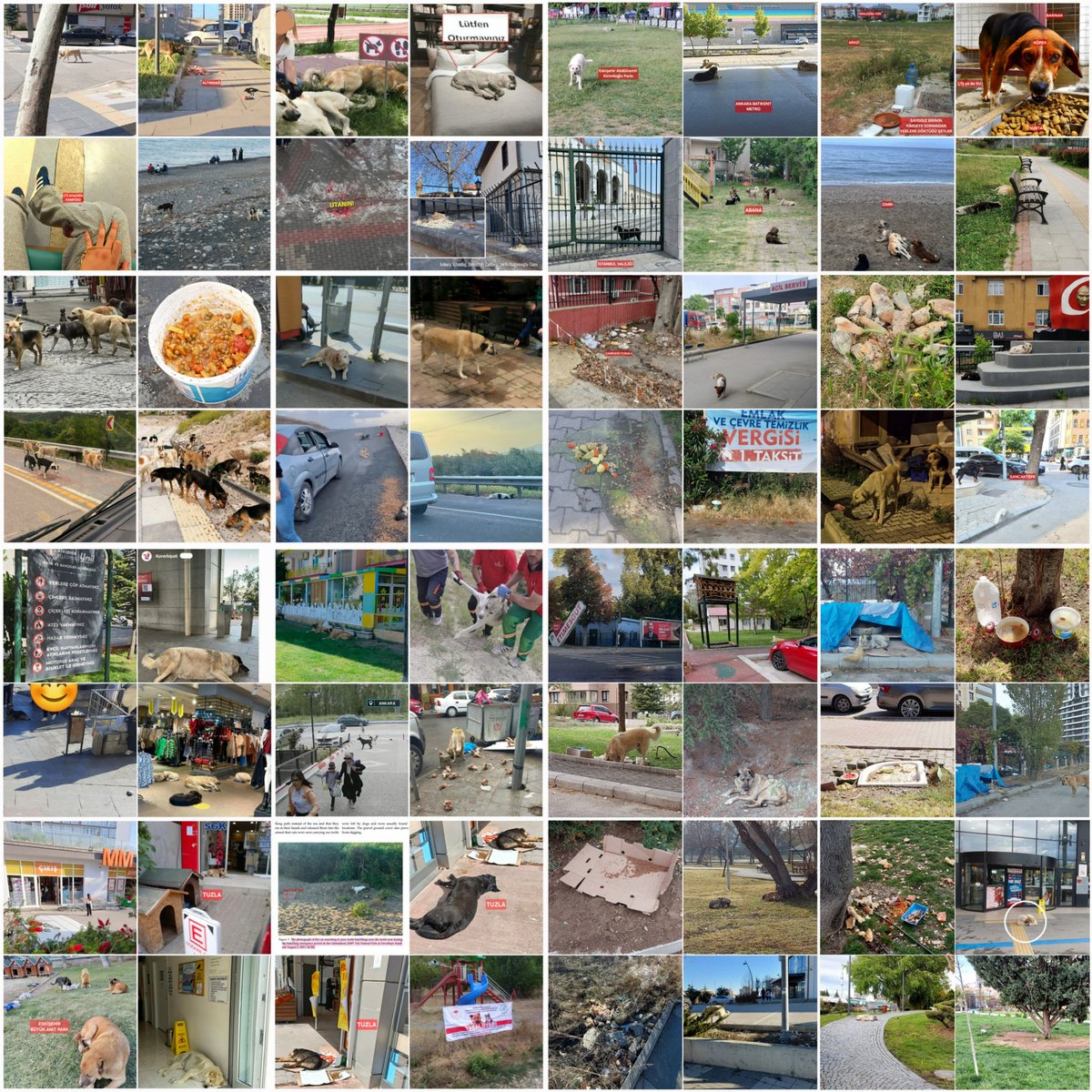 Sokakta başıboş köpek olmasını ve beslenmesini istemiyorum.
Katılan RT'lesin.
<a href="/TC_icisleri/">T.C. İçişleri Bakanlığı</a> <a href="/TCTarim/">T.C. Tarım ve Orman Bakanlığı</a> <a href="/Akparti/">AK Parti</a> <a href="/herkesicinCHP/">CHP 🇹🇷</a>