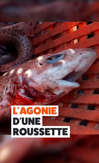 ChasseAbolition's tweet photo. Les #poissons ne peuvent pas crier. Mais ce n’est pas une raison pour ignorer leur #souffrance : cette #roussette agonise depuis de longues minutes 😞
https://t.co/wksWhdE93Z https://t.co/Vubb0TXmtH