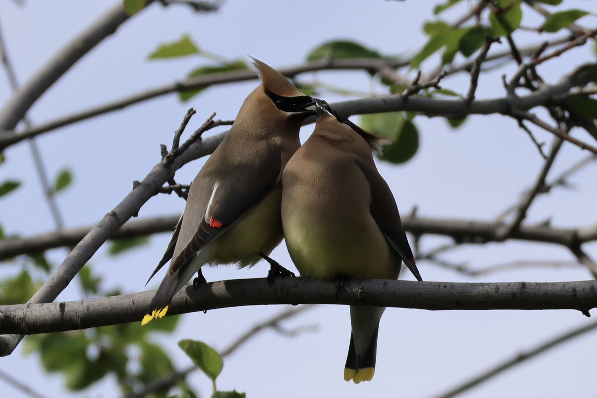 Perhaps the most romantic photo I’ve ever gotten.. two Cedar Waxwings passing a berry back and forth