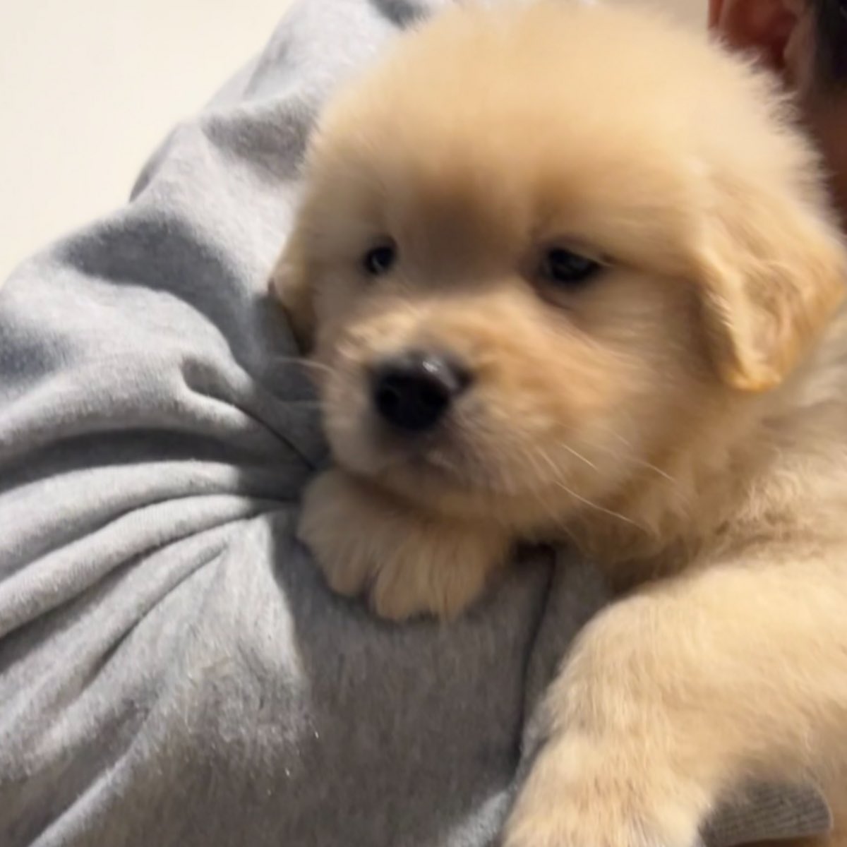 So cute puppy🐶🐶