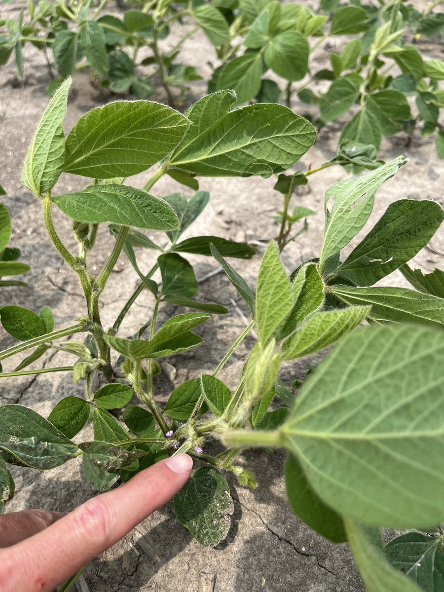 Josh Archibald tweet media