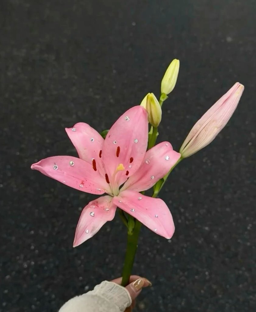 i3Moment's tweet photo. Lilies https://t.co/j3MKPDZIRY