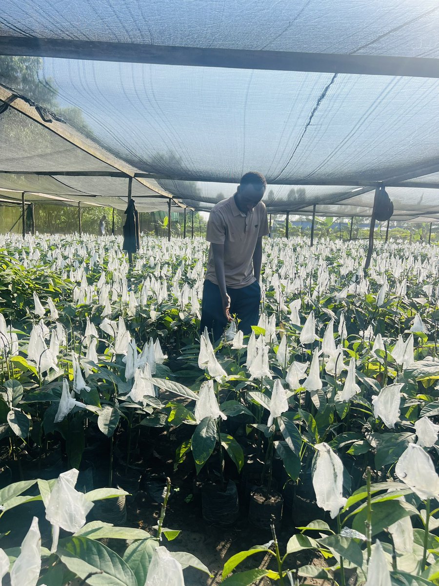 Ruvusha_Israel's tweet image. Agriculture is the key to" a variety of outcomes, including economic growth, poverty reduction, and national development.
