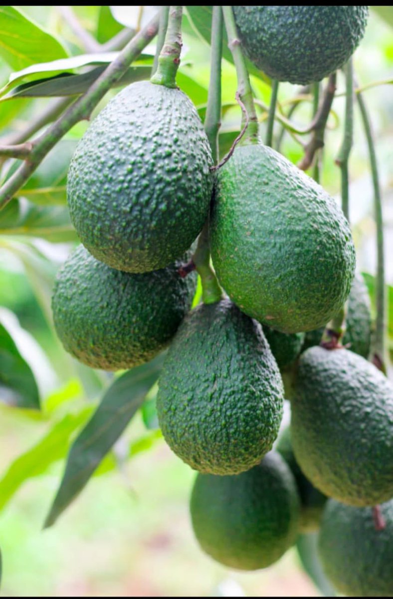 Ruvusha_Israel's tweet image. Agriculture is the key to" a variety of outcomes, including economic growth, poverty reduction, and national development.