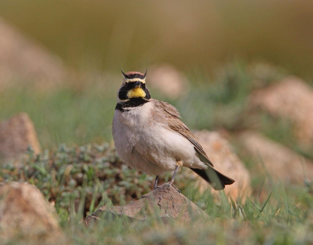 GlobalBirdingS's tweet photo. Naturalist Journeys offers birding trip to NV's Great Basin, Aug. 27 - Sept. 3. Details: https://t.co/2o1I7A5jQT

#birds #BIRDSTORY #BirdsSeenIn2025 #nationalparks #birdwatching #birdflash #tourism #tourdestinos #TikTok #deprem #depremoldu #ZeeNuNew #NuNew #srchafreen #ppnaravit https://t.co/NBNAvndDxC