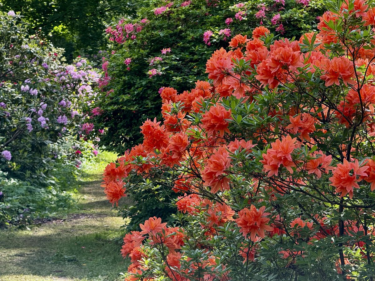 Rododendriem ziedēšanas kulminācija 03.06.2025 #babītesrododendri #photography #jūnijs2025 #latvia #lv #landscape #latvianature #baltic #visitlatvia #visitbaltic #travel #nature <a href="/MeteoLatvia/">Martins Bergšteins</a> <a href="/LVGMC_Meteo/">Meteo.lv</a> <a href="/laikpstakli/">Ritvars Hāns</a>
<a href="/LatvianNature/">Linards Dedzis</a> <a href="/meteolapa/">meteolapa.lv</a>