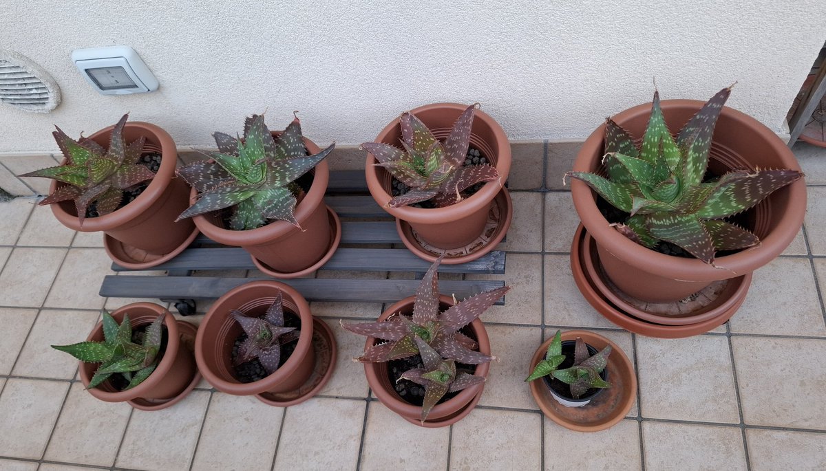 smilingPamPam's tweet photo. La mia aloe si riproduce più di un riccio: da una sola pianta ne sono uscite settordicimila!😅🤣
#PolliceVerde #AloeMaculata https://t.co/CQxz0H5OgG