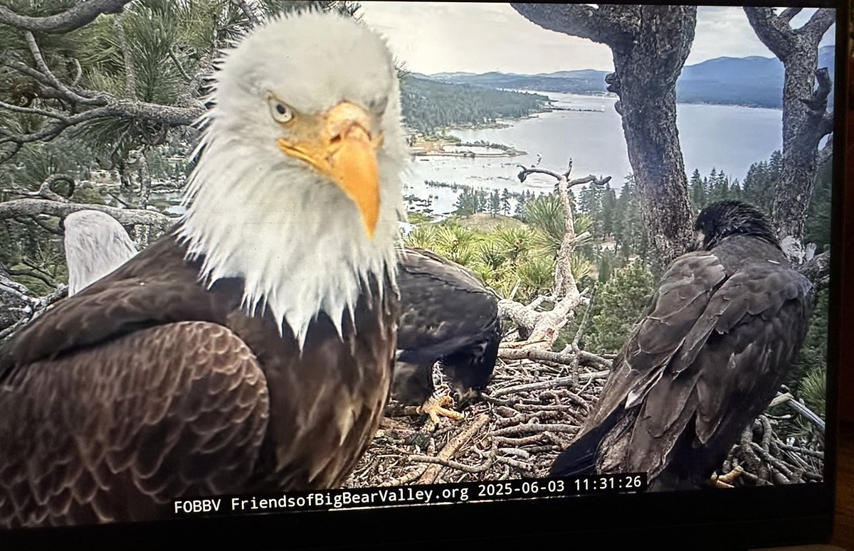 carymoody's tweet photo. #FOBBV ##Eagles #SunnyandGizmo All together again https://t.co/54PRLLE95o