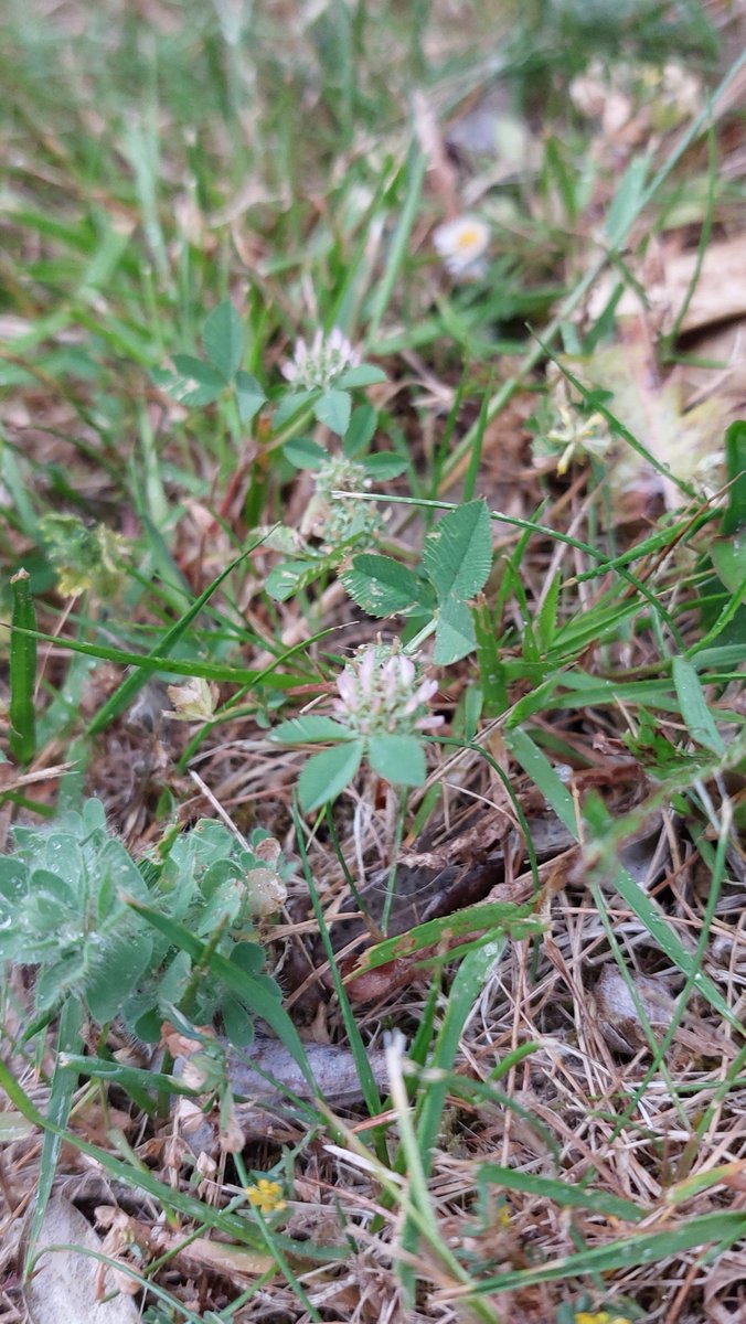 Shane Brien tweet media