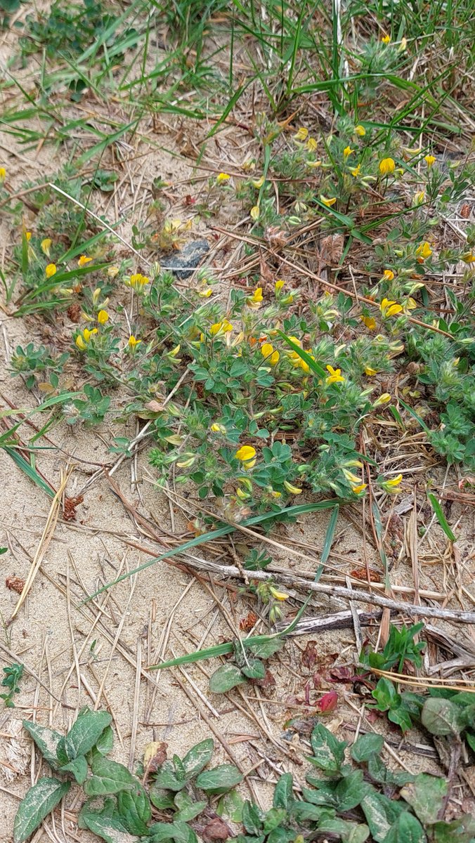 Shane Brien tweet media