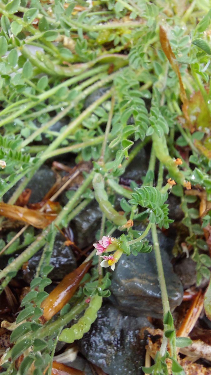 Shane Brien tweet media