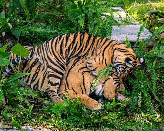 Baby Bakso is at it again this Tiger Tuesday! Stalking his mom, Sohni, and practicing his epic pounces! Beautiful set of new images from Walt Disney World Magazine photographer “PixieDustedSnaps”! $bakso #solana

📸: instagram.com/p/DKcgaaaoZ0m/…