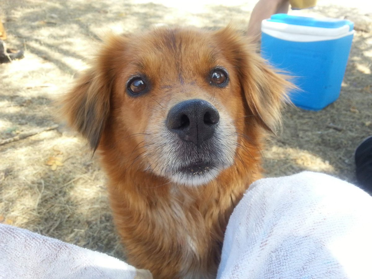 Hoy cumpliría años. No hay ni un día que no piense en ti mi ratona ❤️🌈🐾