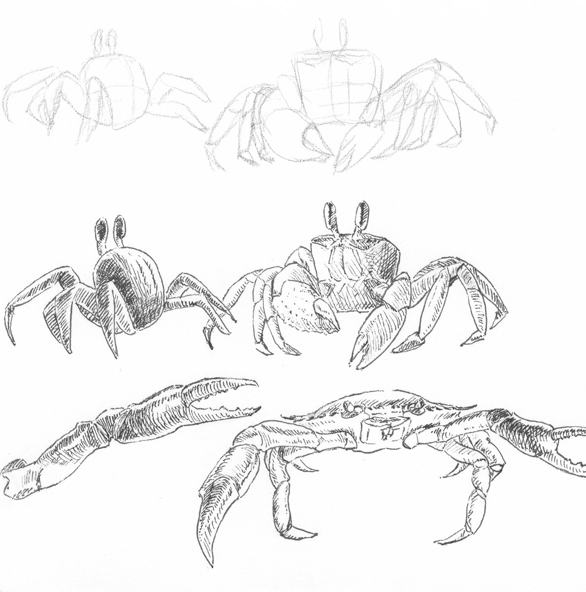 JeromeCorsi's tweet photo. Study of Study of Shapes and forms III - Crabs!
In search to better understand how to better represent volume, I'm starting a study series on various subjects from simple to complex to better learn how to represent it.
#illustration #drawingink #sketchbook #sketchbookdrawing #inkdrawing #drawing #pencildrawing #inksketch #draweveryday #sketchaday #sketchdaily #inkandpaper #drawing