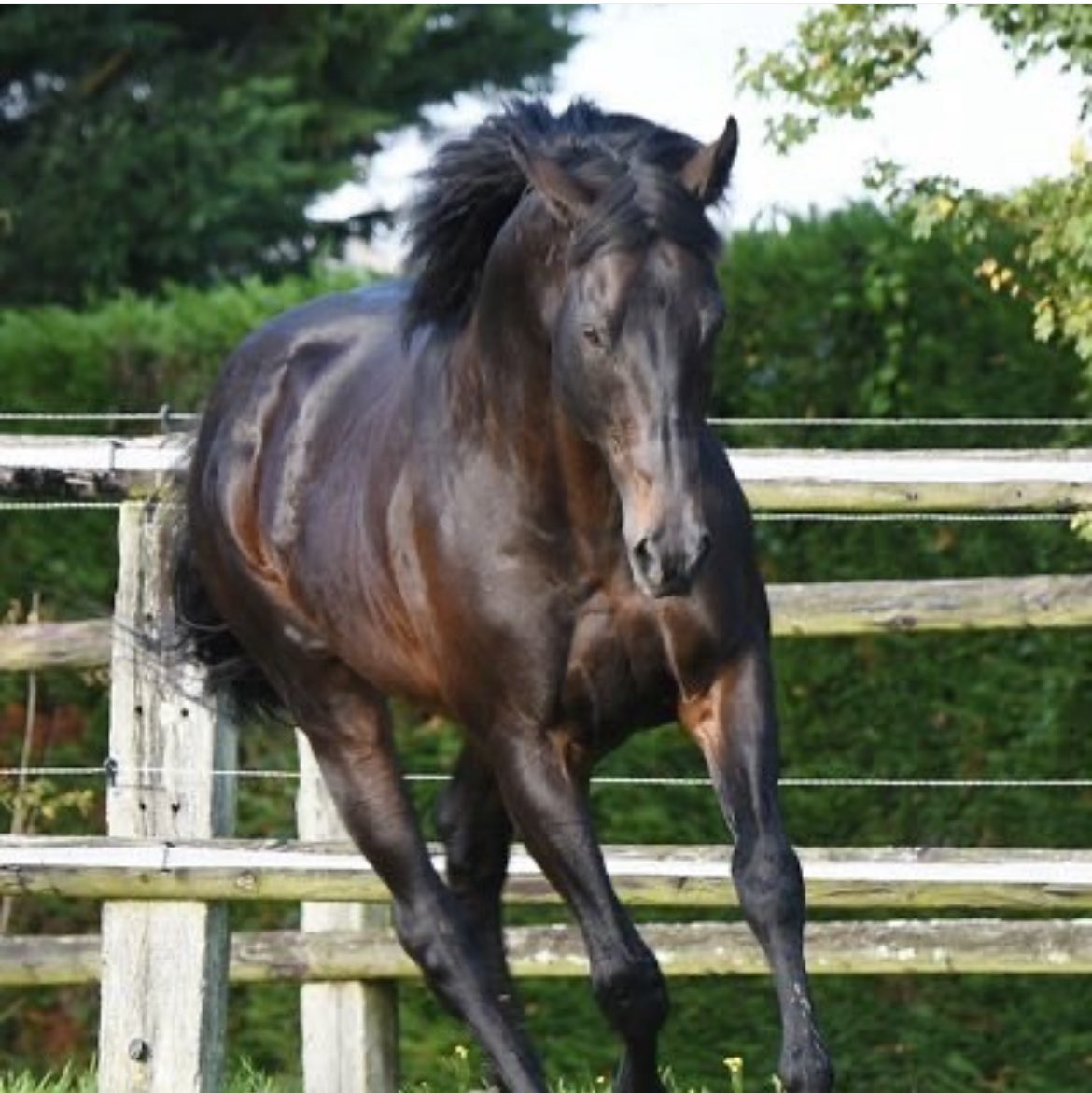 🏇 EXCLUSIVE: Stallion investment opportunity with similar profile to Invincible Army

💰 Set to Succeed 
⏰ Time-sensitive - moving fast
🎯 Limited syndicate positions

DM for full details

#StallionInvestment #ThoroughbredInvesting #HorseRacing #InvestmentOpportunity