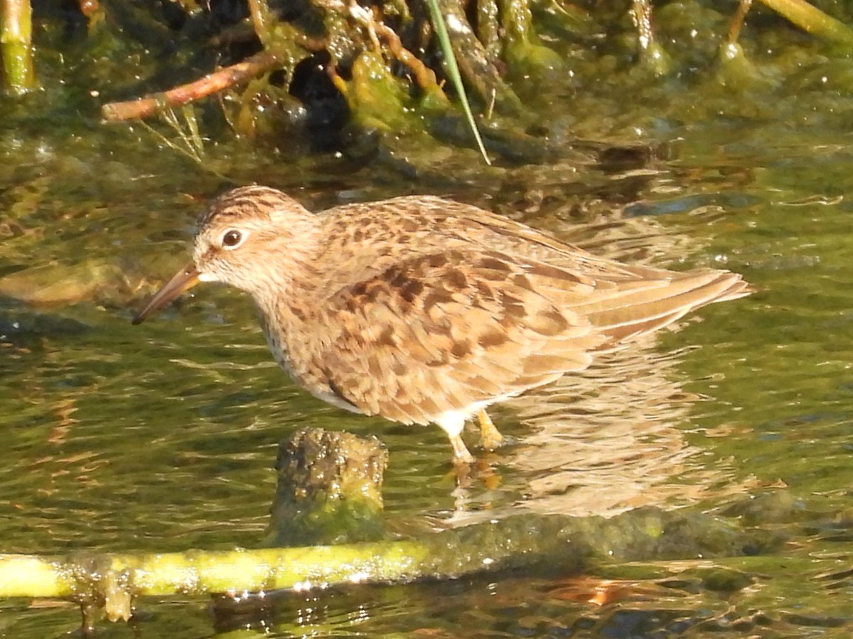 Lesvos, 27th April 2025.
Laughing Dove, Spotted Crake, Little Bittern and Temminck's Stint.