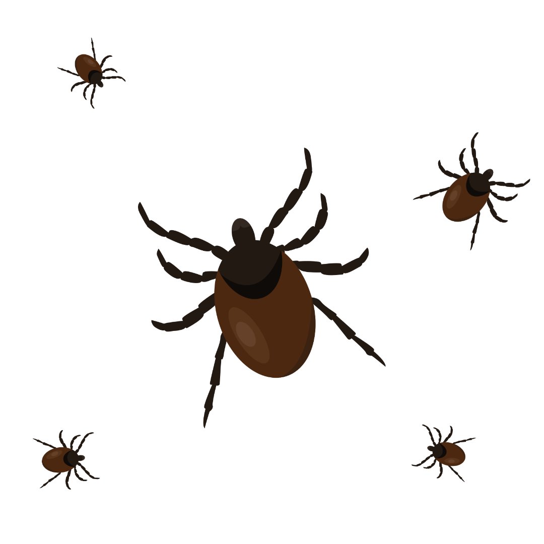 Ērces dzīvo zālē pilsētas parkā, rotaļu laukumā, pie upes un ezera. Tās ir visur.
Vakcinējies pret ērču encefalītu, lai mazinātu savu risku saslimt un iegūt nopietnas komplikācijas saslimšanas laikā.
To vari darīt jebkurā gada brīdī un Atceries nekad nav par vēlu revakcinēties.