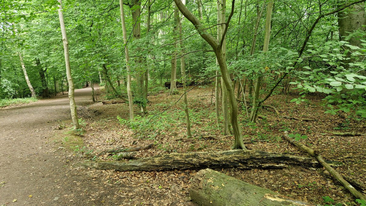 MargesRichard's tweet photo. Lekker gewandeld in het beuken bos. https://t.co/3MnClQMLIP