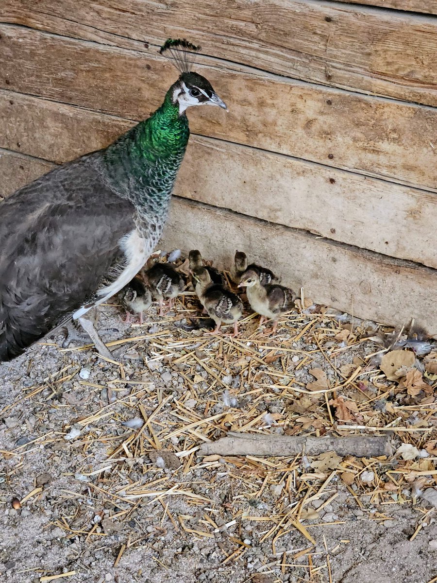 There are six new baby peacocks — aka peachicks — at Floyd Lamb Park, with another on the way. Last year, the peacock population was at risk after all the females disappeared, but new peahens were brought in and the eager males immediately got to work reviving the flock.