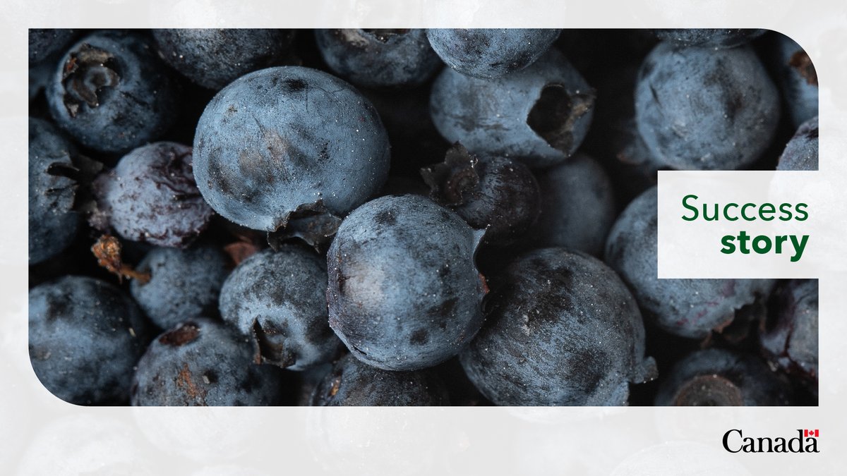 Wild blueberries are an important, and delicious, part of our diet. Read our blog to learn how #NRCAgResearch and Kineepik Métis Local #9 are merging science and tradition to boost blueberry production: ow.ly/vvbC50W3EN8 #NRCEnviroWeek #GreeningOurFuture #NIHM2025