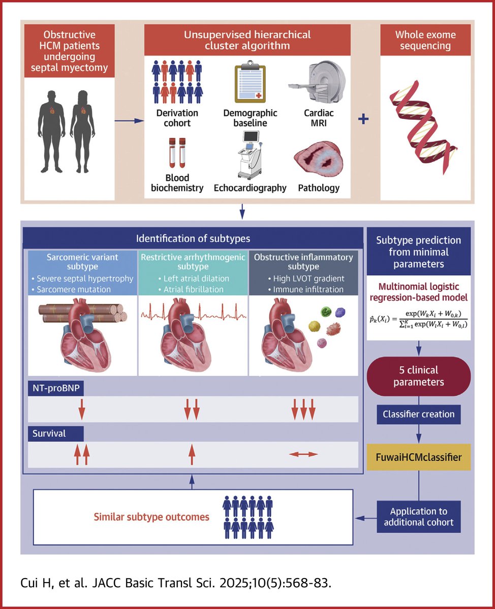 JACCJournals's tweet photo. #JACCBTS study identified 3 subtypes of #oHCM in pts who underwent septal reduction therapy:
1️⃣ Sarcomere mutation–rich, thick IVS
2️⃣ LA enlargement, high #AFib burden
3️⃣ ⬆️#LVOT gradient, inflammation, ⬆️ postop events
Validated in 2 cohorts https://t.co/ACubq30cdL https://t.co/OCqnpF6UUt