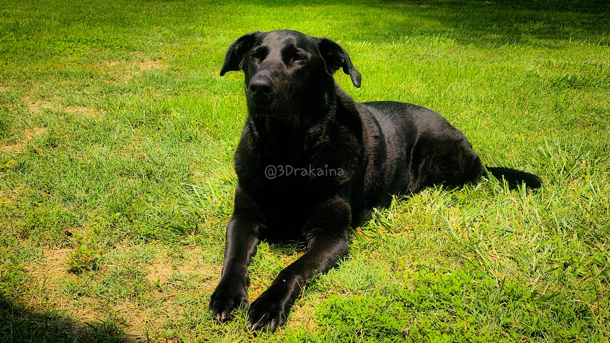 3DrakaiNa's tweet photo. Afternoon, pocket frens. 

Send good vibes or prayers for Dio. He's in surgery for a lump on his hind leg right now. I'm hoping it's just another benign cyst, but we won't know for a bit. 

And maybe send one my way too. Obviously, I'm stressed bad about him, but I also just paid a 5-figure dental bill, so I'm kinda terrified of anything more happening with him. 🥹

I'll be back on later once he's home safe and sound