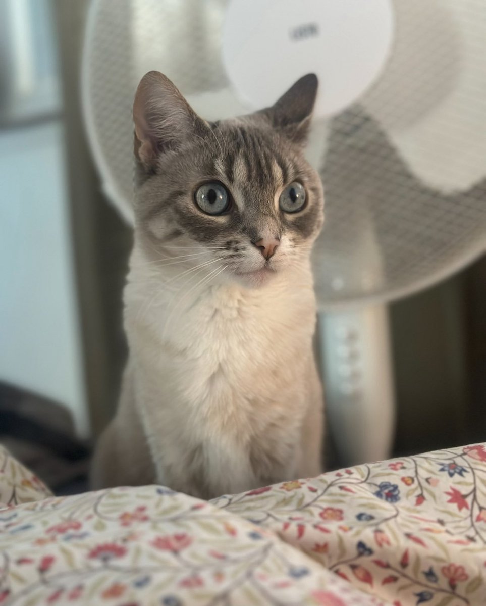 Fanny 𝐸𝑙𝑒𝑎𝑛𝑜𝑟 𝐴𝑏𝑒𝑟𝑛𝑎𝑡ℎ𝑦🤓🎏🐈🐈⬛ tweet media