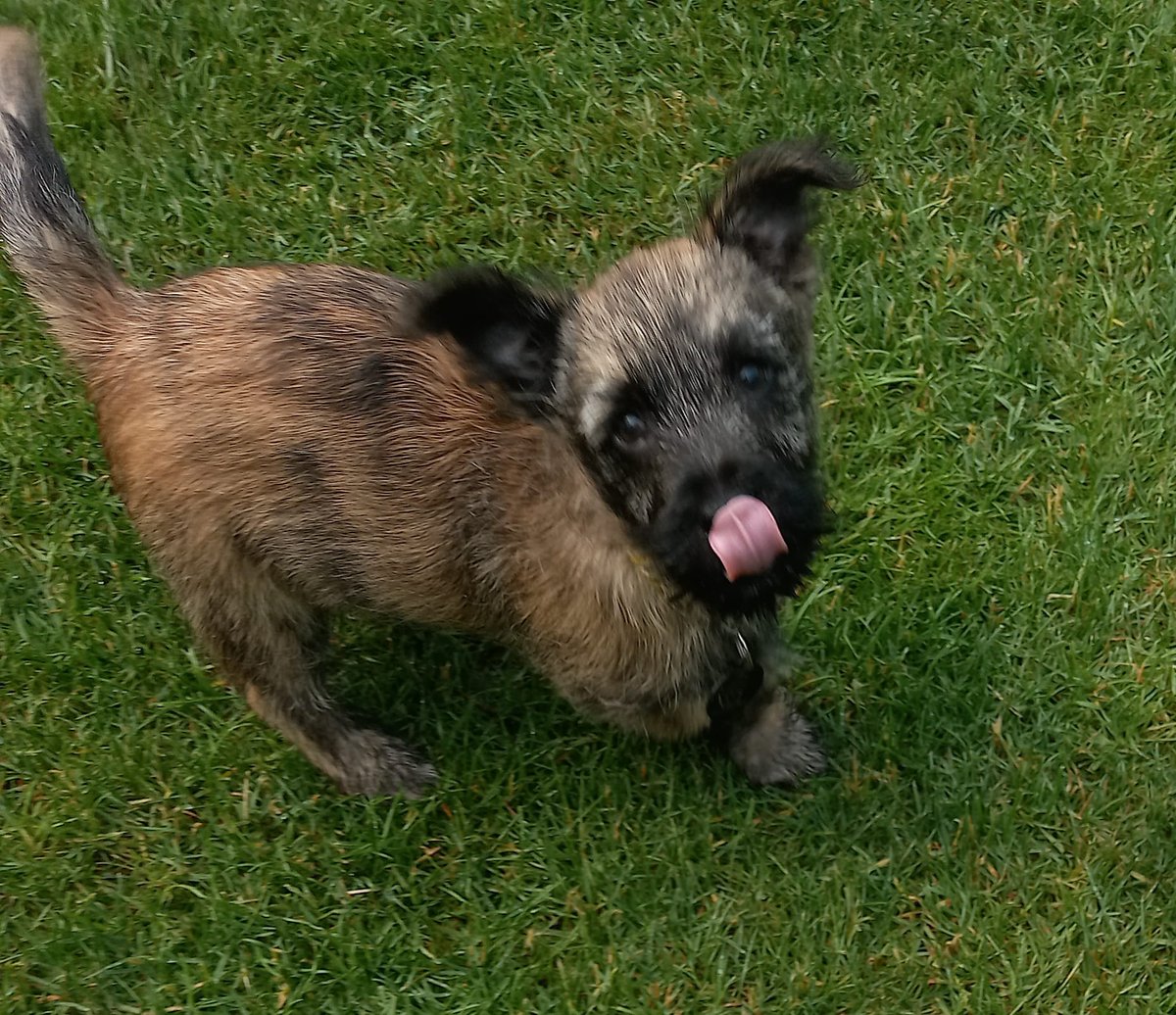 bsidey74's tweet photo. Herbies first #TongueOutTuesday #dogsoftwitter https://t.co/sIUXF8HKK1