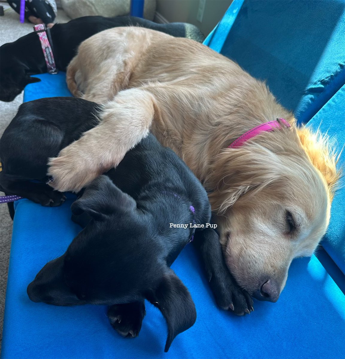 Penny_Lane_Pup's tweet photo. Just some foster babies taking a nap, nothing to see here, folks 🥹
#sterling #buttercup #fosterpup https://t.co/qqeiHEvQrl
