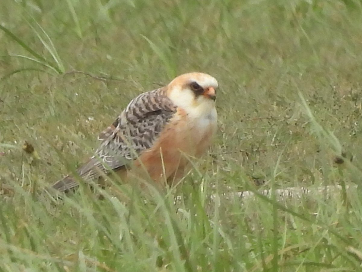 Lesvos, 28th April 2025
Spur-winged Lapwing, Montagu's Harrier, 
Short-toed Eagle and Red-footed Falcon.
