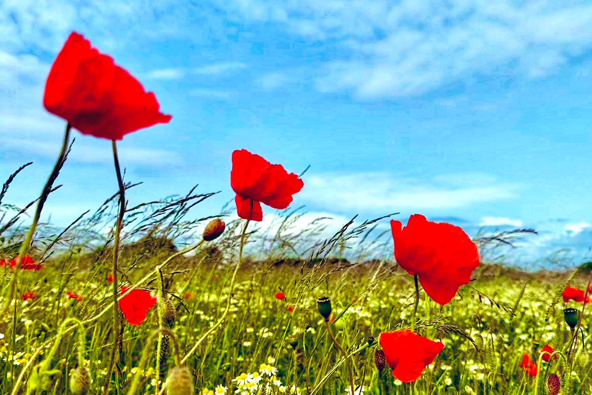 ♻️ Peter Harvey (@peterjharvey) on Twitter photo ▪️The meadows at Lunt, near Crosby, Liverpool, look magnificent - with thousands of poppies.
▪️The area is home to 100,000 young trees - transforming land formerly owned by <a href="/seftoncouncil/">Sefton Council</a> into woodland.
▪️ It opens up nature, boosts biodiversity and helps fight climate change. ▪️The meadows at Lunt, near Crosby, Liverpool, look magnificent - with thousands of poppies.
▪️The area is home to 100,000 young trees - transforming land formerly owned by <a href="/seftoncouncil/">Sefton Council</a> into woodland.
▪️ It opens up nature, boosts biodiversity and helps fight climate change.