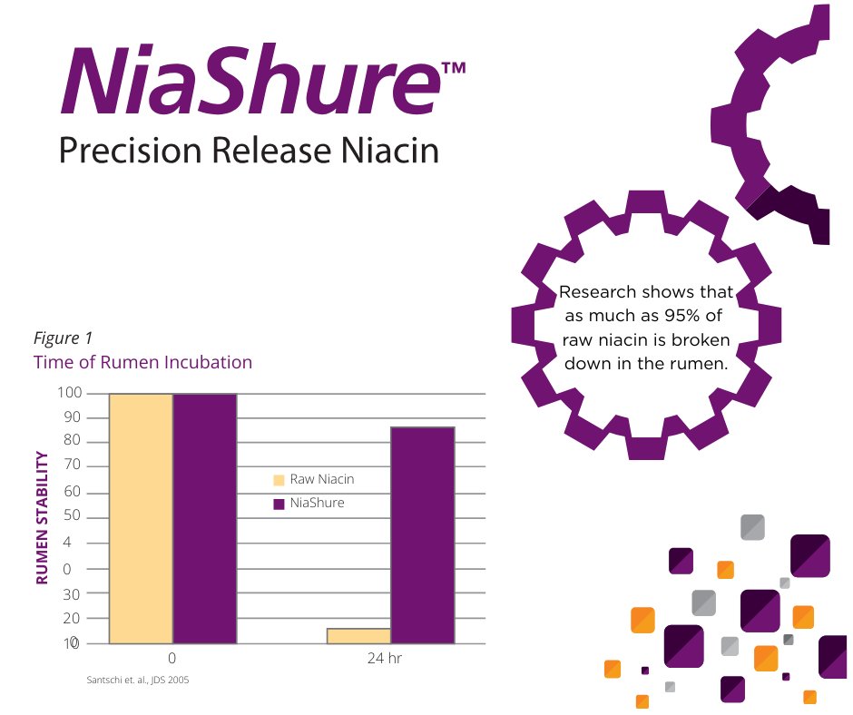 BalchemANH's tweet image. NiaShure Precision Release Niacin is rumen-protected, ensuring more niacin reaches the intestines. Up to 95% of raw niacin is lost in the rumen. Discover NiaShure for your herd: 🔗ow.ly/GrPh50VM8ev #RumenHealth #PrecisionNutrition #NiaShure