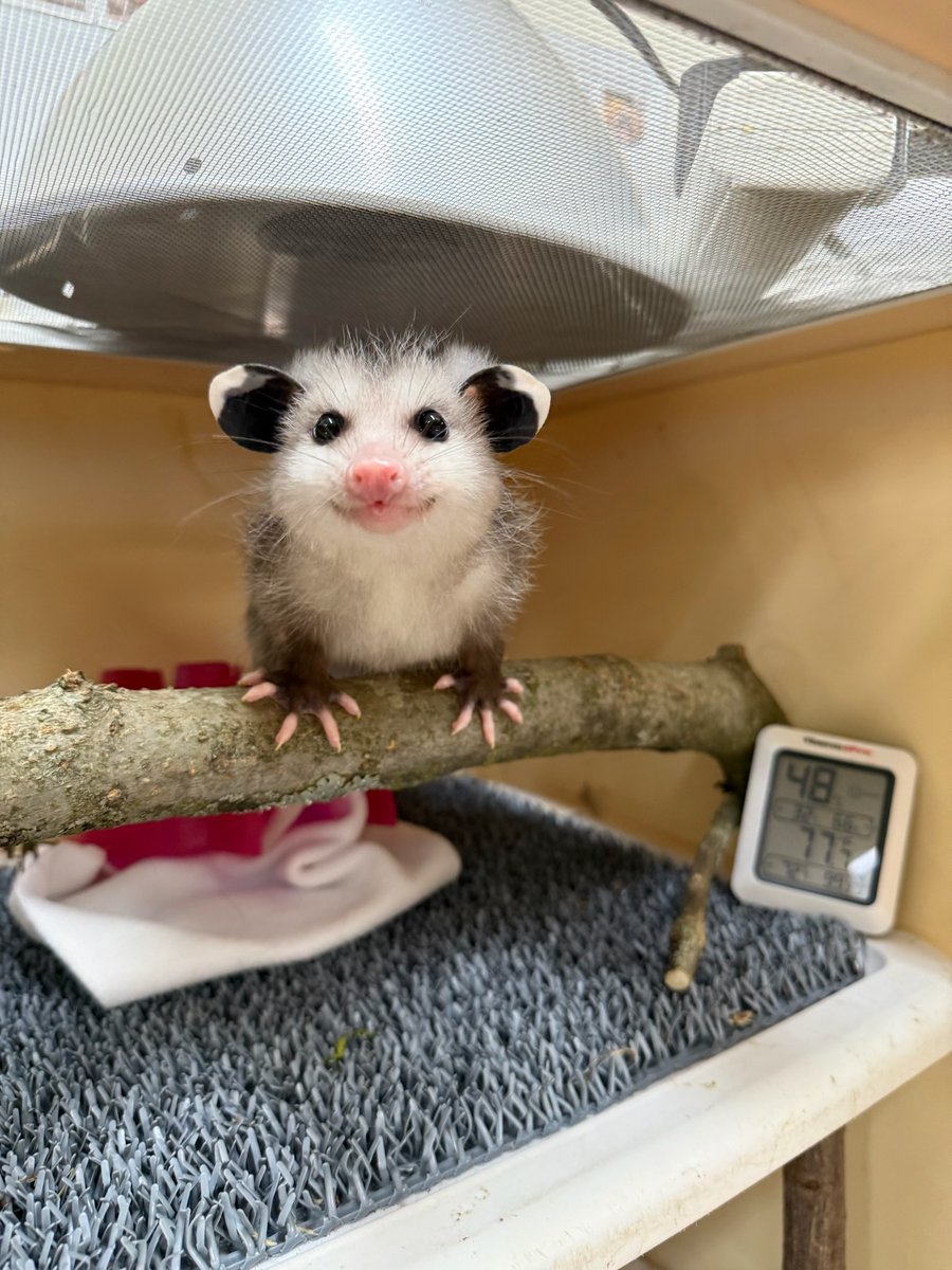 Ellie is a three-month-old rescued orphan opossum. 😍😍