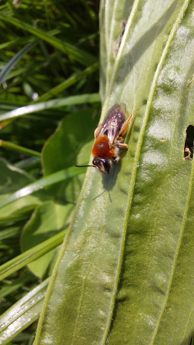 Shane Brien tweet media