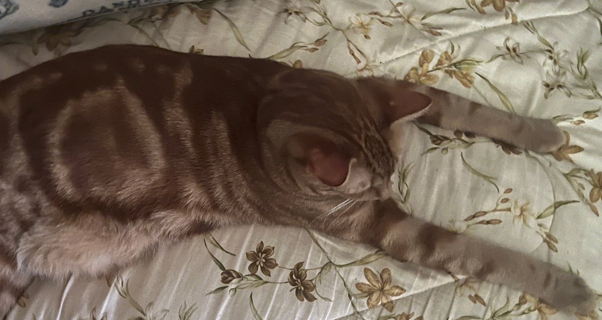Its 3PM It’s time for our 8th nap of the day >:3