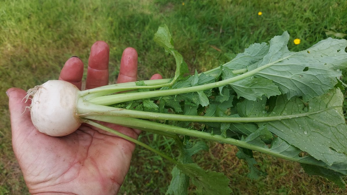 First of my windowbox turnips (Tokyo Cross). They have done amazingly well. Lovely &amp; peppery with bonus turnip greens 🌱