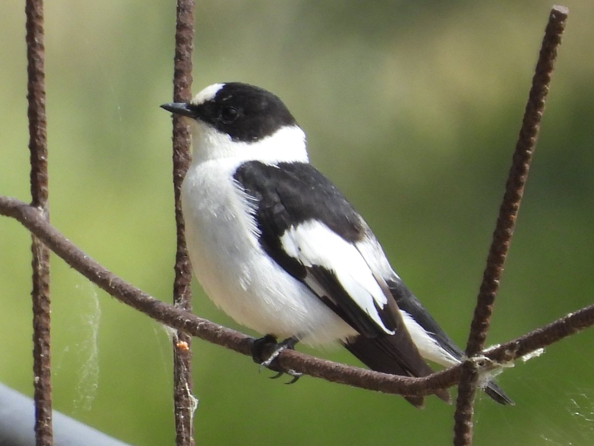 Lesvos 29th April 2025
Lesser Grey Shrike, Cinereous Bunting, Citrine Wagtail and Collard Flycatcher.