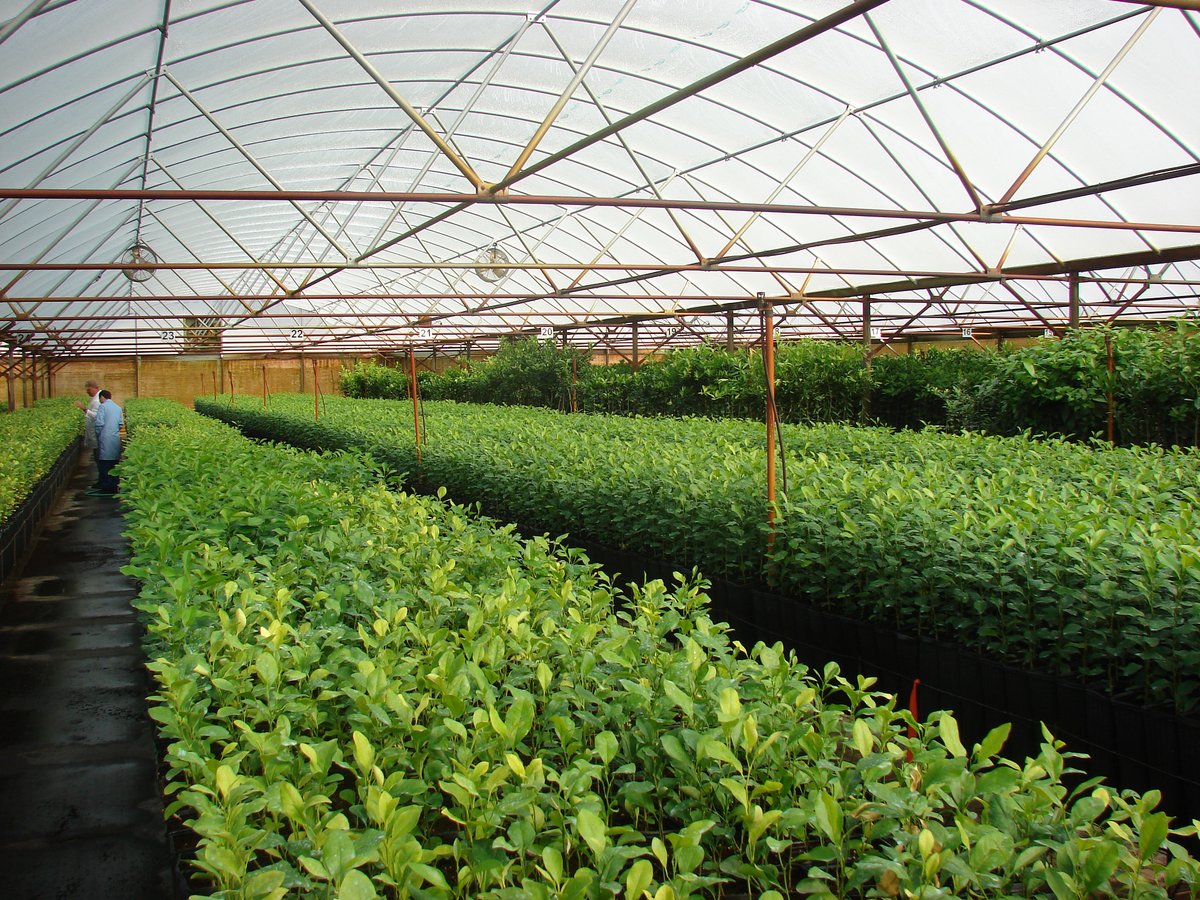 Are you a nursery grower? Nursery Value Select allows you to select the dollar amount of coverage that best fits your operation’s risk management needs. Learn more in this recent webinar: youtube.com/watch?v=QrdO5V…