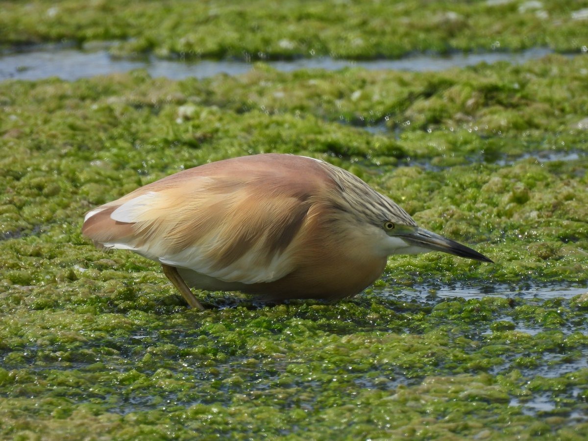 Lesvos, 30th April 2025
Greater Short-toed Lark, Red-throated Pipit, Spotted Redshank and Squacco  Heron.