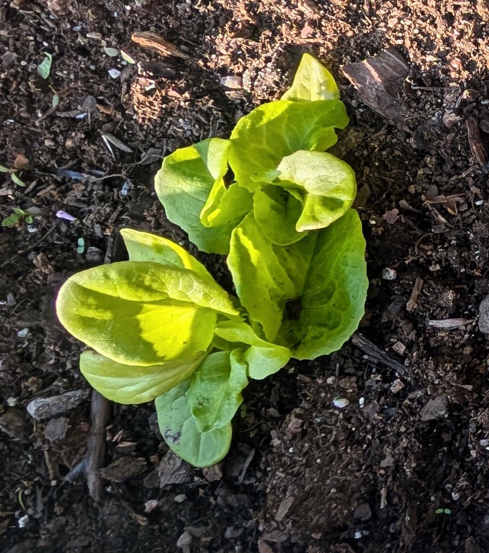 Из овощей у меня выжил только салат. Помидоры под вопросом, кабачки засохли. Зато я каждый день смотрю передачу про Джереми Кларксона и его ферму. Он сейчас там, кстати, стайку построил