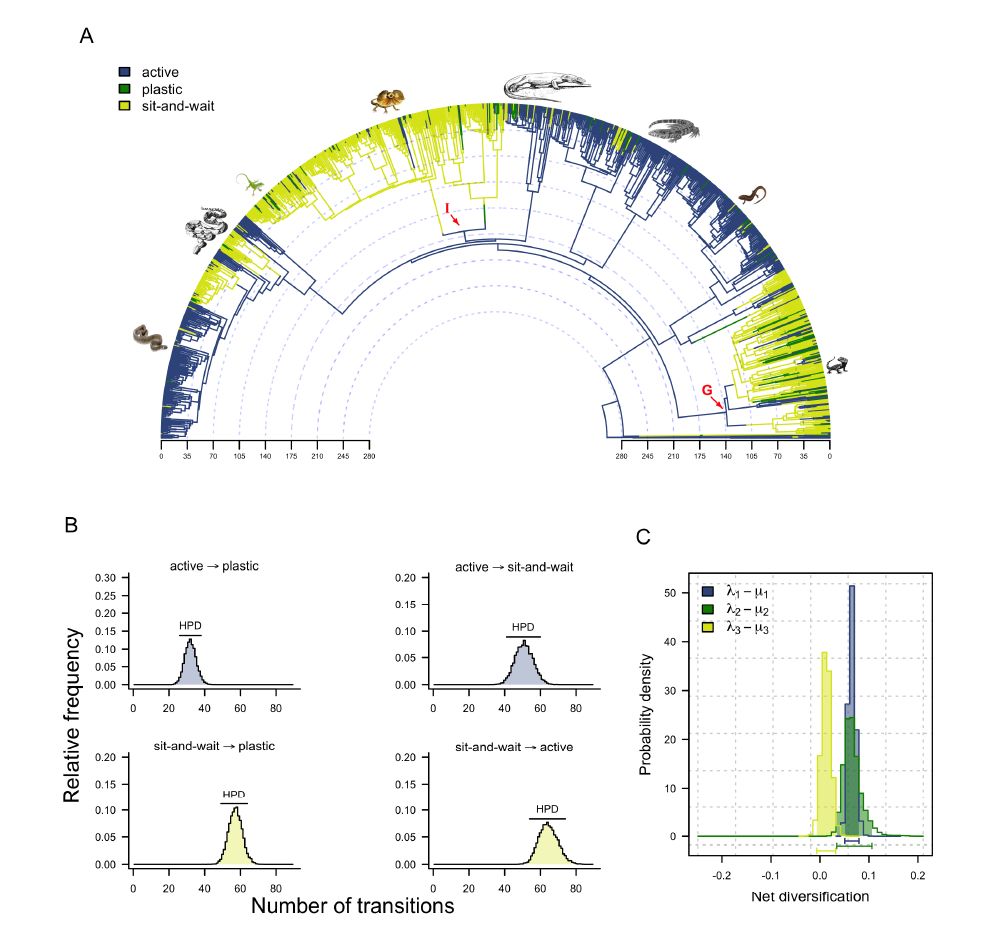 Relative High Fitness and Genome-wide Diversity May Facilitate Plastic and Active Foragers' Diversification doi.org/10.32942/X26D3R
