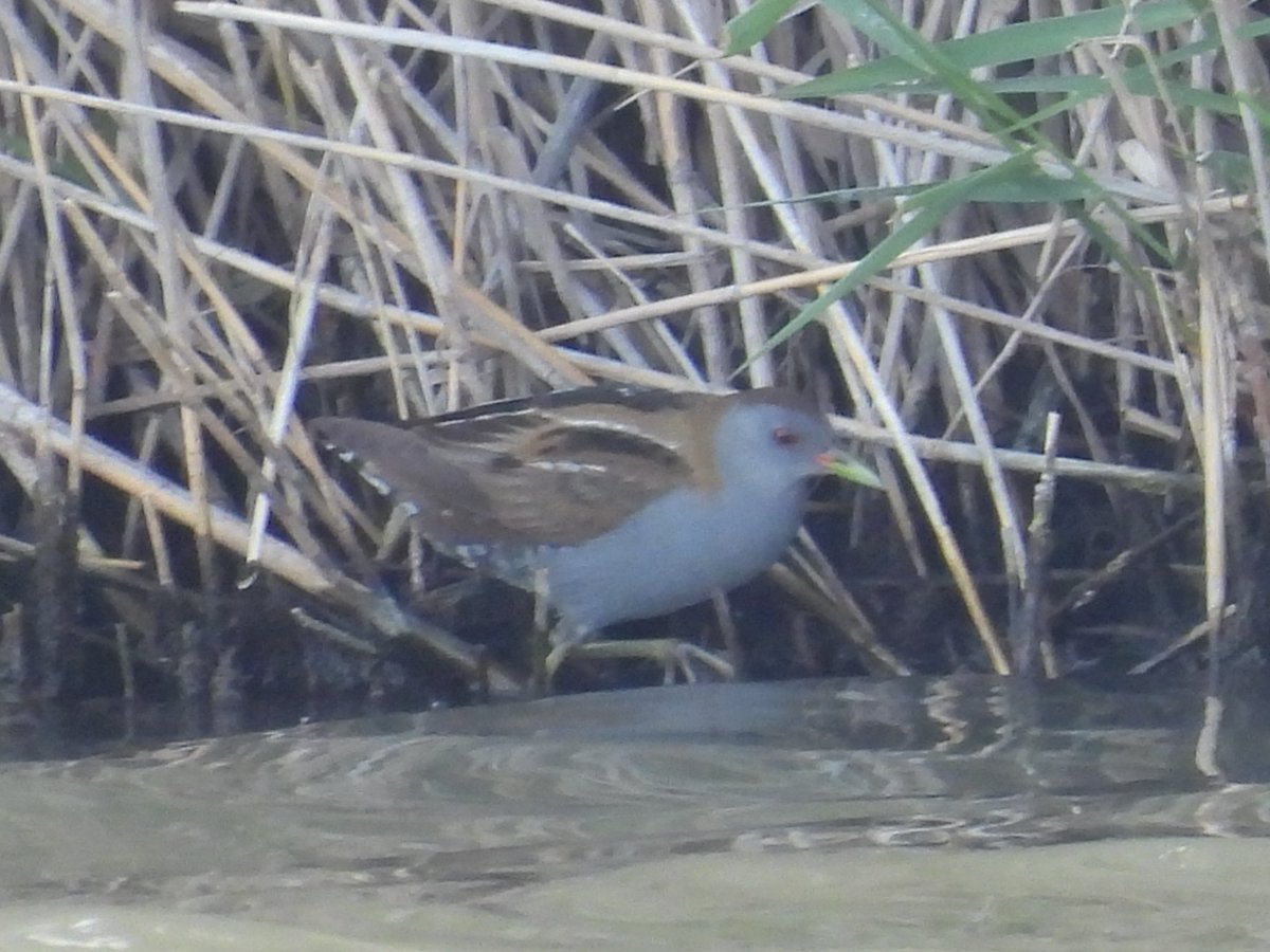 Lesvos, 31st April 2025
Blue Rock Thrush, Pygmy Cormorant, Rock Nuthatch and Little Crake.