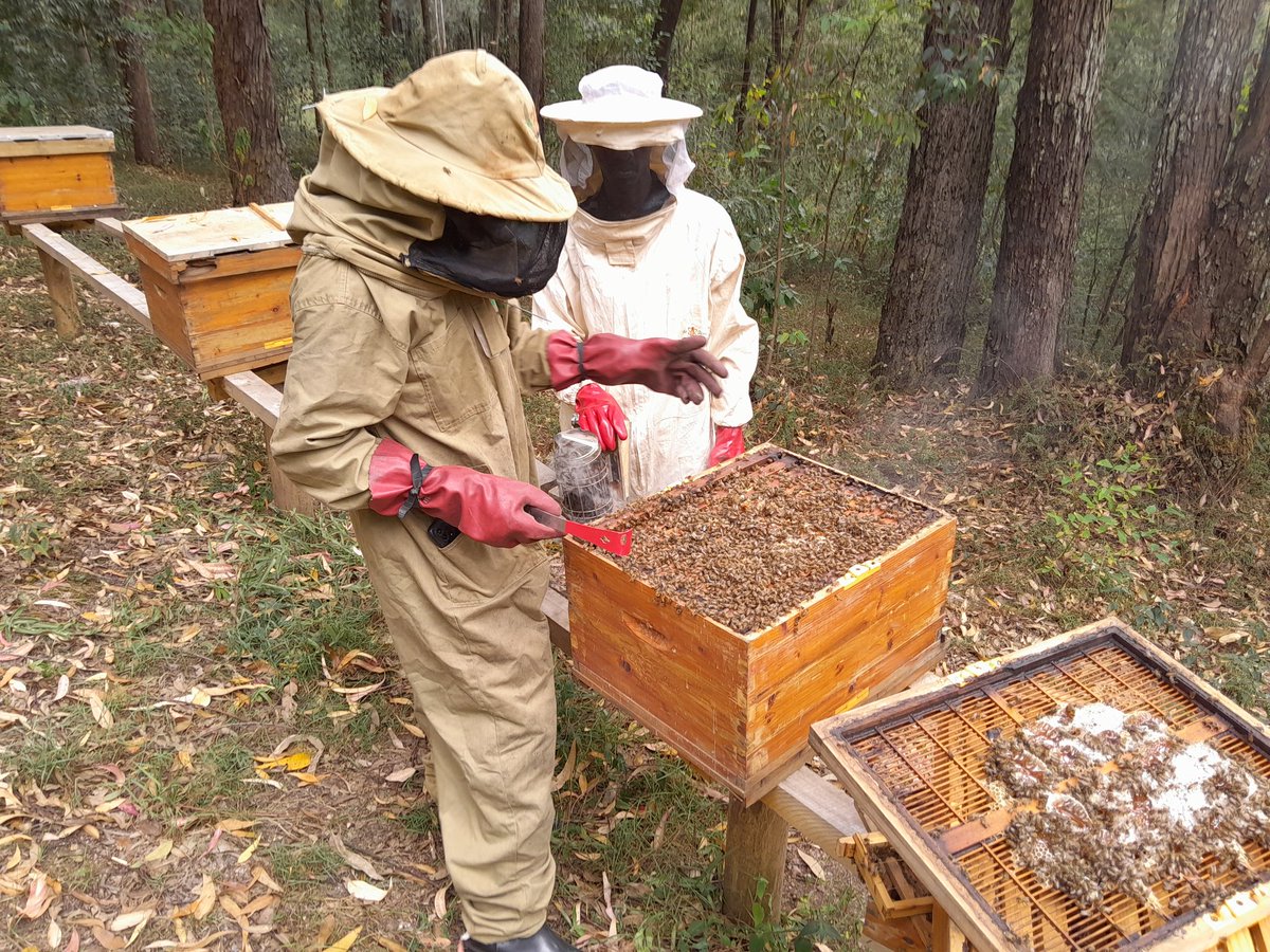 Wandera Isaac (@iwandera06) on Twitter photo <a href="/DalilaLtd29918/">Dalila Family Company ltd</a> <a href="/AgriHopper/">AgriHopper Rwanda 🇷🇼</a> <a href="/Agronomme_/">AGRONOMME 🇷🇼</a> <a href="/Farm_With_Art/">HORTICULTURE ART🇷🇼</a> <a href="/FarmerMunezero/">Munezero Farmer</a> <a href="/GermaineUmuhire/">Feza🌱💙</a> <a href="/MWISENEZAF59205/">MWISENEZA Francois</a> <a href="/RightCohen/">Right Cohen 🇺🇬</a> <a href="/SangwaSifa/">Sangwa Sifa Florence</a> <a href="/UwaseYves3/">Crops Doctor</a> <a href="/Niyonkuru_Gil/">Gilbert NIYONKURU 🇷🇼</a> Integrate it with Beekeeping for the best yield, both quality and quantity #beekeeping #Conservation #forestofhumans <a href="/DalilaLtd29918/">Dalila Family Company ltd</a> <a href="/AgriHopper/">AgriHopper Rwanda 🇷🇼</a> <a href="/Agronomme_/">AGRONOMME 🇷🇼</a> <a href="/Farm_With_Art/">HORTICULTURE ART🇷🇼</a> <a href="/FarmerMunezero/">Munezero Farmer</a> <a href="/GermaineUmuhire/">Feza🌱💙</a> <a href="/MWISENEZAF59205/">MWISENEZA Francois</a> <a href="/RightCohen/">Right Cohen 🇺🇬</a> <a href="/SangwaSifa/">Sangwa Sifa Florence</a> <a href="/UwaseYves3/">Crops Doctor</a> <a href="/Niyonkuru_Gil/">Gilbert NIYONKURU 🇷🇼</a> Integrate it with Beekeeping for the best yield, both quality and quantity #beekeeping #Conservation #forestofhumans