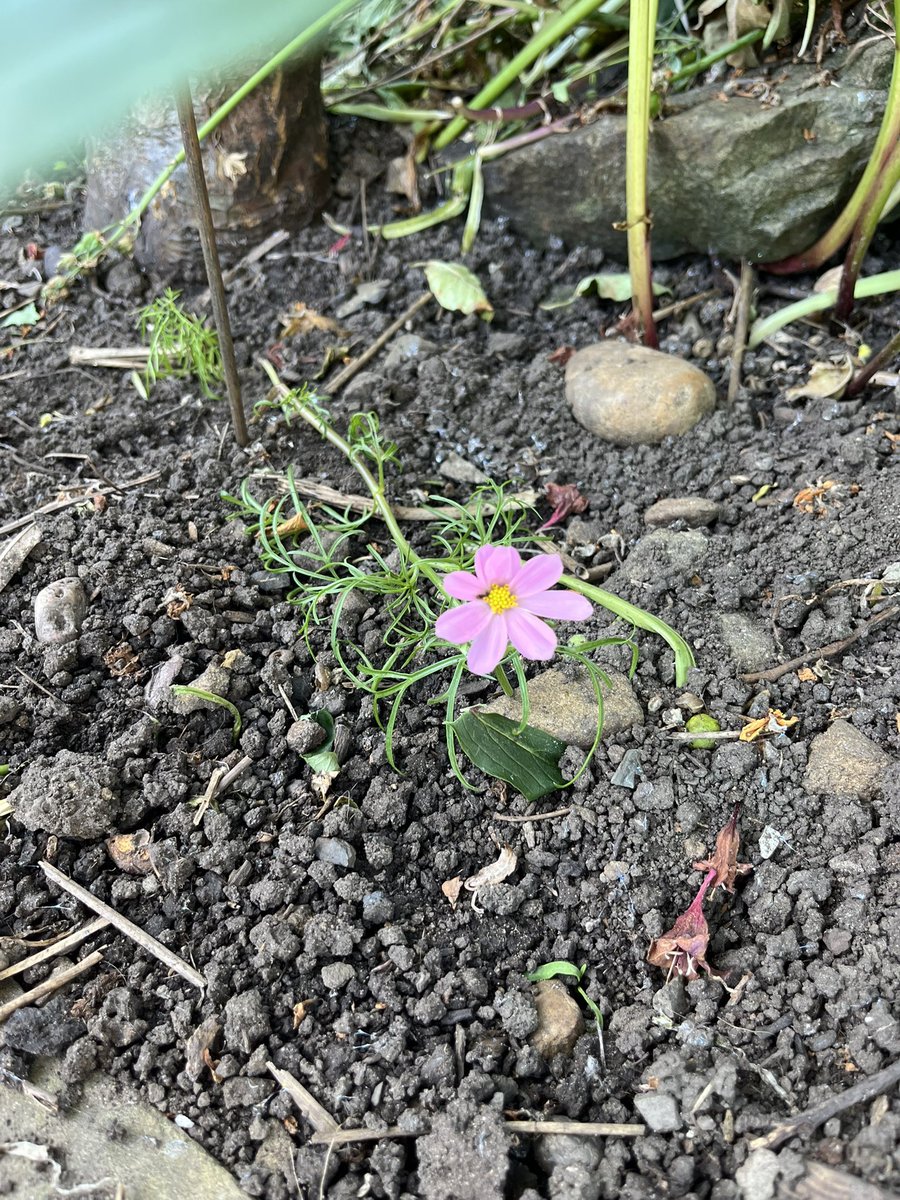 A flower finally from one of our seeds from <a href="/The_RHS/">The RHS</a> grow with it. #rhsgrowwithit