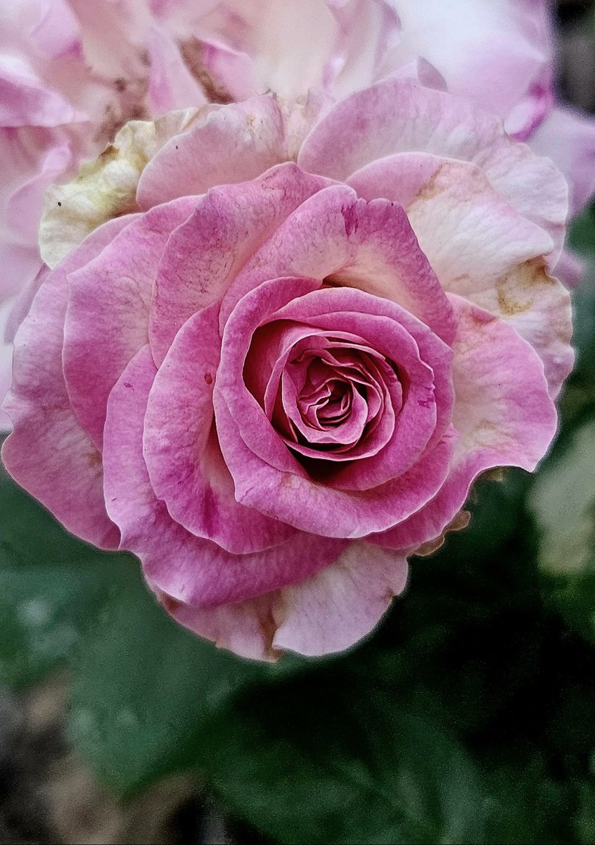 گئے دنوں کی عزیز باتیں
نگار صبحیں، گلاب راتیں
بساطِ دل بھی عجیب شے ہے
ہزار جیتیں، ہزار ماتیں

امجد اسلام امجد 
#RoseWednesday