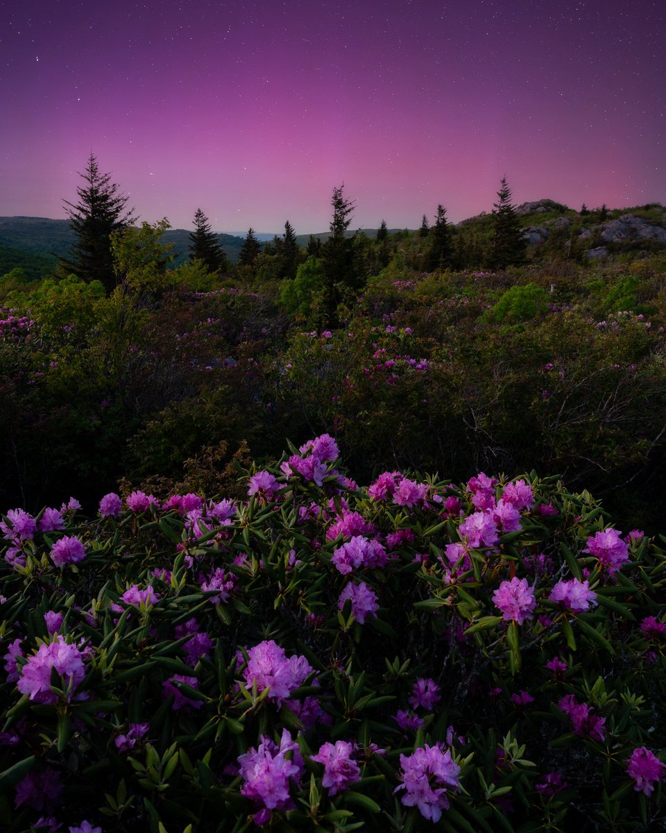 When the space lights match the Appalachians favorite wildflower bloom. 
| 1:47am 06/03/25  G3 conditions. 36.6°|

📍Mt Rogers, VA