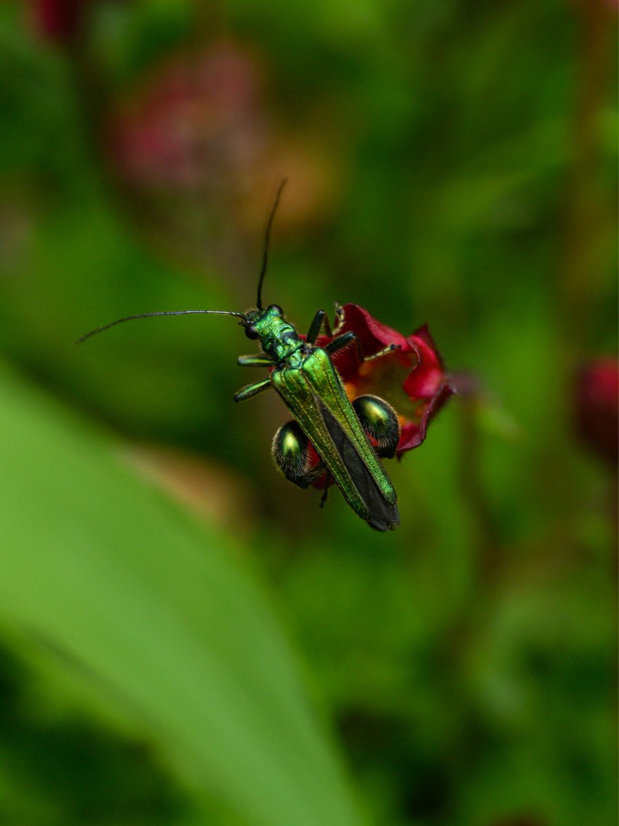 Chilling out #Togtweeter #ThePhotoHour #snapyourworld #insects #flies #pollinators #flowers #plants #macro #NaturePhotography #macrophotography