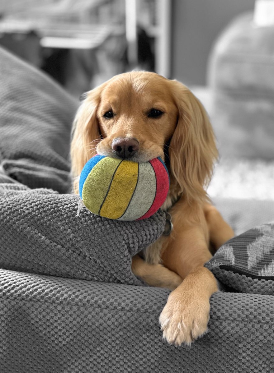 No daddy it’s not a goofball (whatever one of those is) it’s my mini beach ball