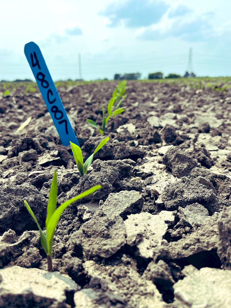 After a literal hard start, this <a href="/LGSeeds/">LG Seeds</a> corn plot is off to the races! 💪🏼🌽