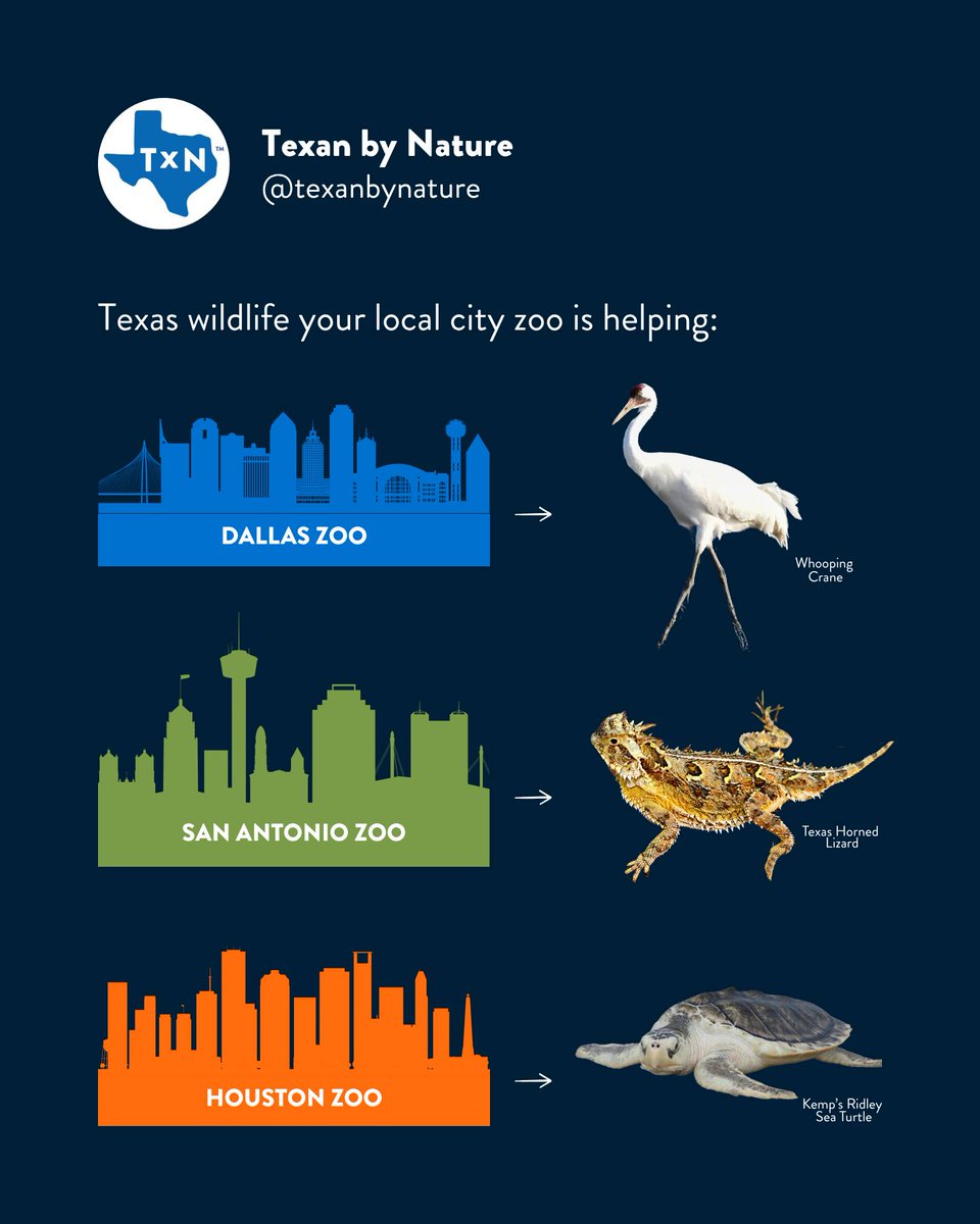 San Antonio Zoo 🦍 (@sanantoniozoo) on Twitter photo Thank you <a href="/TexanbyNature/">Texan by Nature</a> for recognizing the important work Texas zoo's do for conservation in Texas and around the world. We are proud to partner with you!
Sincerely
- @mananzoo Thank you <a href="/TexanbyNature/">Texan by Nature</a> for recognizing the important work Texas zoo's do for conservation in Texas and around the world. We are proud to partner with you!
Sincerely
- @mananzoo